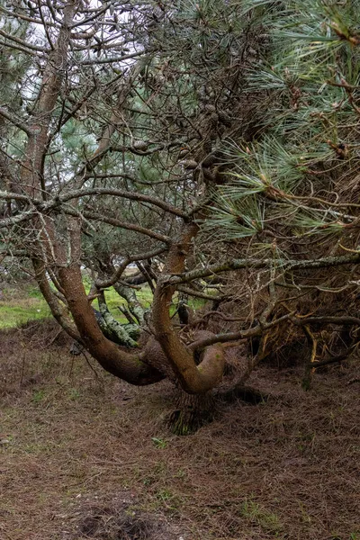 Tiro Vertical Pinheiro Crescendo Uma Floresta — Fotografia de Stock