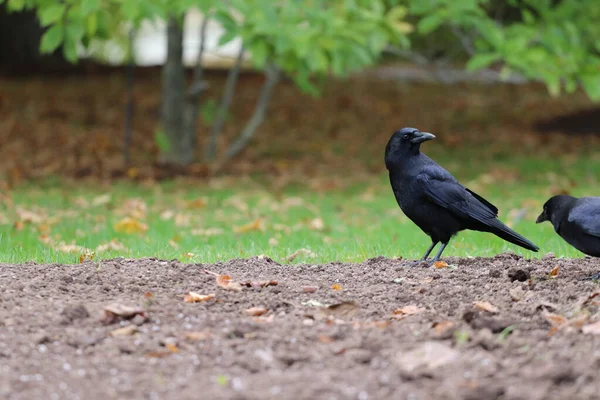 Shallow Focus Two Common Ravens Standing Brown Soil — Stock Photo, Image