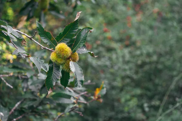 森の中の小枝に栗の実のクローズアップ — ストック写真