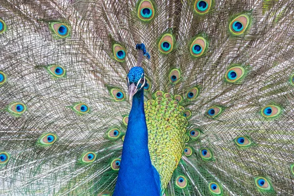 Peacok Εμφανίζει Όμορφα Φτερά Της Ένα Δημόσιο Πάρκο — Φωτογραφία Αρχείου
