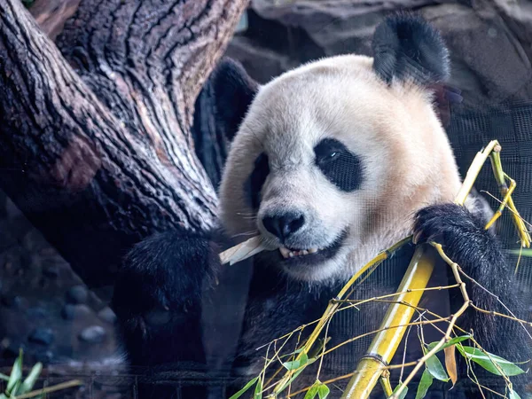 Aranyos Panda Life Park Közelről Kilátás Étkezés Közben — Stock Fotó