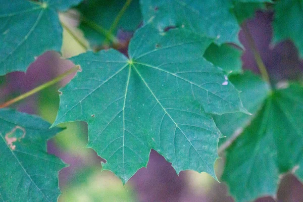 Primer Plano Las Hojas Verdes Estampadas Crecimiento Naturaleza — Foto de Stock