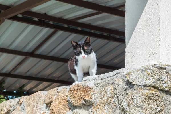 Ένα Όμορφο Λευκό Και Μαύρο Κατοικίδιο Ζώο Γάτα Ένα Μπαλκόνι — Φωτογραφία Αρχείου