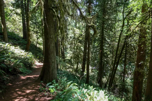 在茂密而繁茂的森林里 有高大的树干 远足小径的美丽景色 — 图库照片