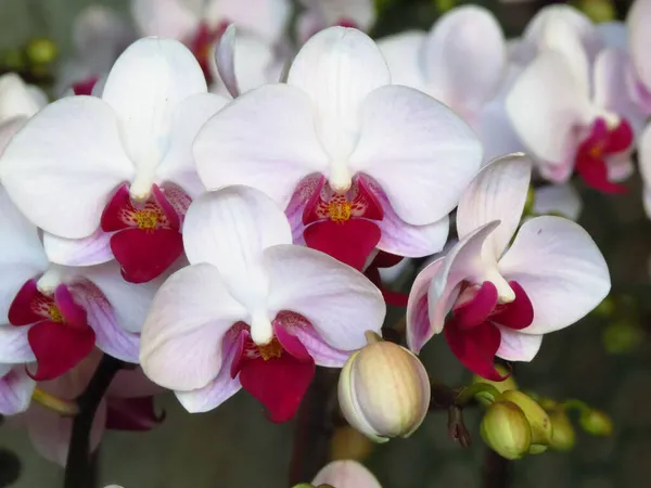 Primer Plano Hermosas Orquídeas Blancas — Foto de Stock