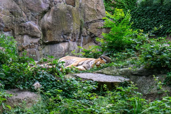 Ein Tiger Der Der Nähe Der Klippe Dschungel Ruht — Stockfoto