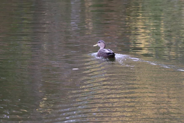 一只灰色可爱的鸭子在平静的湖中游泳 野生动物 — 图库照片