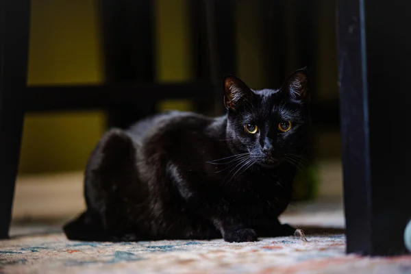 Een Donkerzwarte Kat Met Grote Ogen Het Tapijt Onder Stoel — Stockfoto