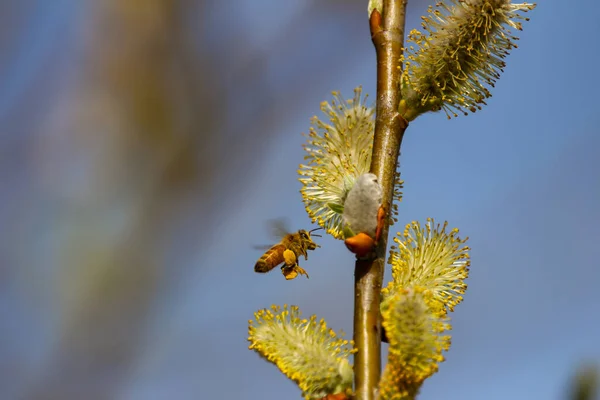 Bir Çiçeğin Nektarını Alan Bir Arının Yakın Plan Fotoğrafı — Stok fotoğraf