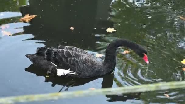 Belo Cisne Branco Lago — Vídeo de Stock