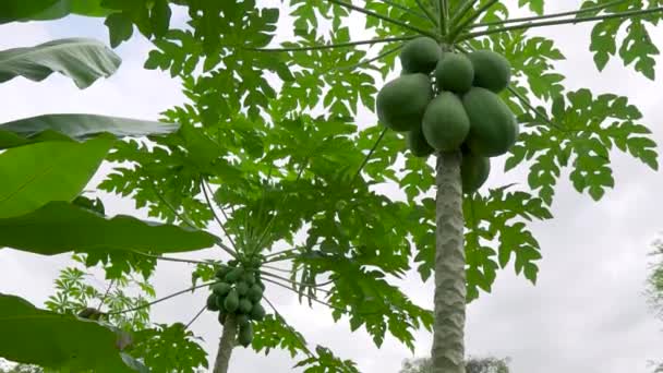 Grüne Blätter Eines Baumes — Stockvideo