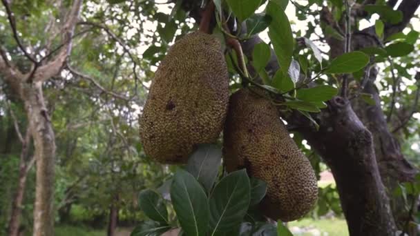 Záběry Jackfruit Stromě — Stock video