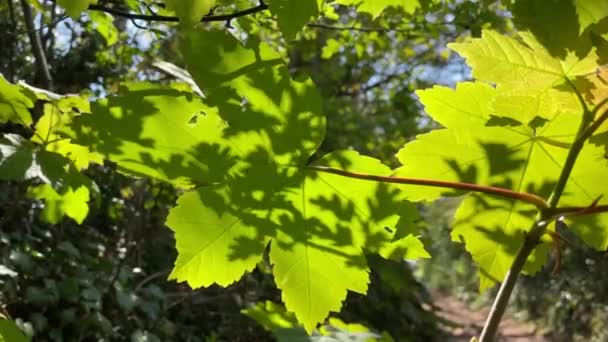 Groene Bladeren Druiven Een Boom — Stockvideo