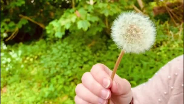 Woman Fingers Holding Dandelion — Stock Video