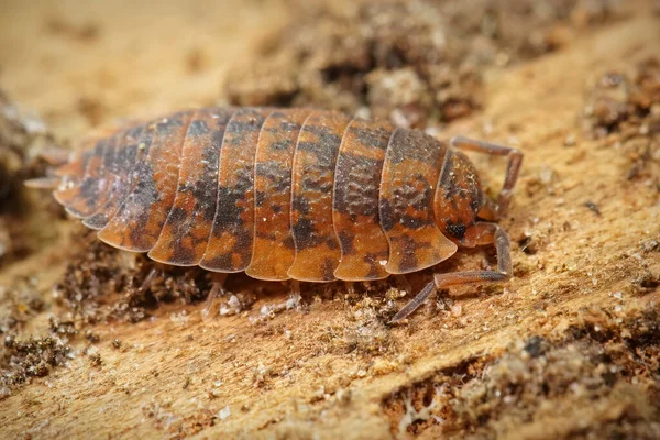 Close Abnormale Oranje Gekleurde Gewone Ruwe Woudluis Porcellio Scaber Kelder — Stockfoto