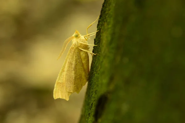 Nahaufnahme Eines Schmetterlings Auf Einem Blatt Wald — Stockfoto