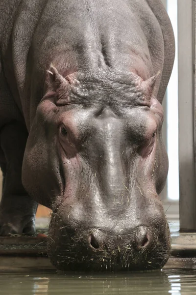 Énorme Hippopotame Buvant Eau — Photo