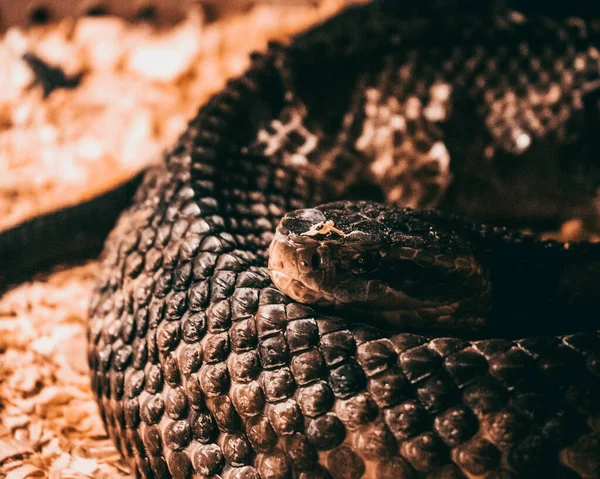 Közelkép Egy Közönséges Vipera Kígyóról — Stock Fotó