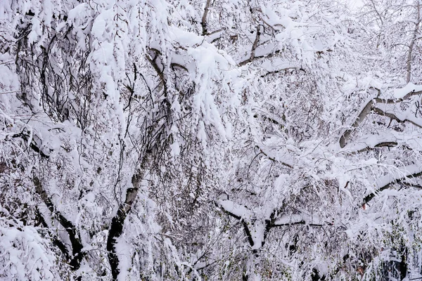 Full Ram Träd Grenar Snön Snöstorm Vinter Och Jul Bakgrund — Stockfoto