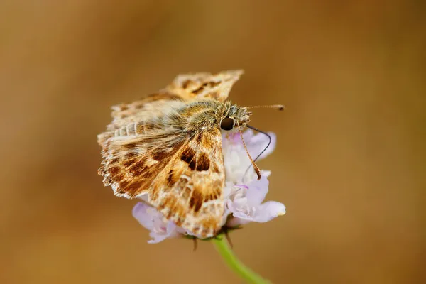 Close Lindo Capitão Mallow Carcharodus Alceae Sentado Com Asas Abertas — Fotografia de Stock