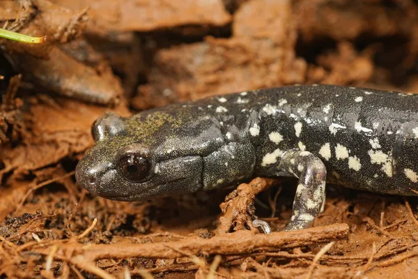 Close Adulto Aneides Flavipunctatus Salamandra Negra Norte Califórnia — Fotografia de Stock