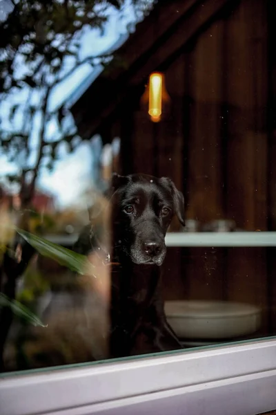 Вертикальный Снимок Грустной Чёрной Собаки Выглядывающей Окна — стоковое фото