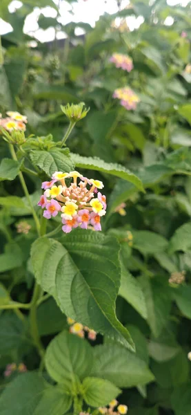 Primo Piano Bellissimi Fiori Giardino Durante Giorno — Foto Stock