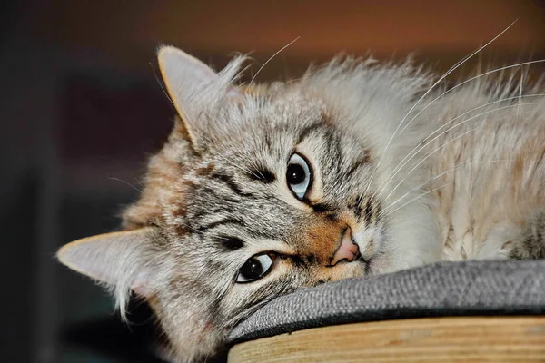 Mavi Gözlü Kahverengi Çizgili Sevimli Bir Kedinin Yakın Plan Fotoğrafı — Stok fotoğraf