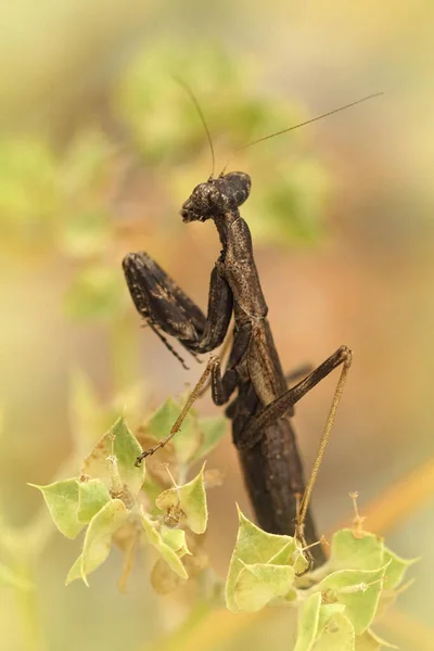 Vertikale Nahaufnahme Einer Kleinen Französischen Gottesanbeterin Ameles Decolor Sitzt Oben — Stockfoto