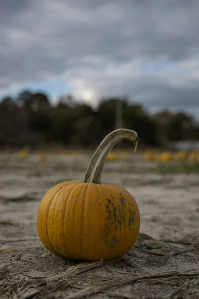 Parche Calabaza Con Calabazas Frescas — Foto de Stock