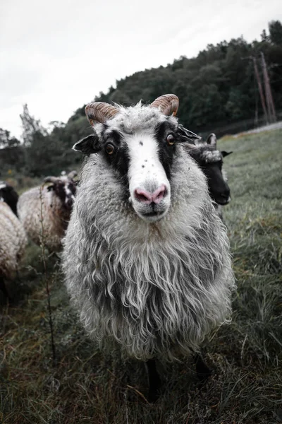 Vertikální Záběr Ovce Pastvině — Stock fotografie