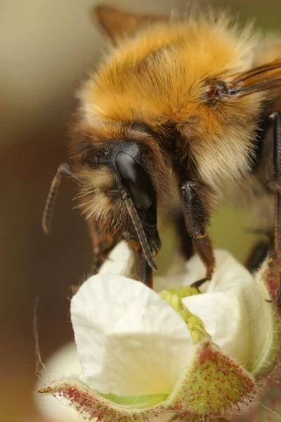 Függőleges Közelkép Egy Közönséges Kártyás Méhkirálynő Bombus Pascuorum Kortyolgatva Nektár — Stock Fotó