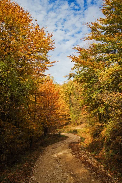 Eine Schöne Straße Mit Herbstbäumen — Stockfoto
