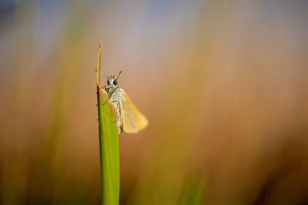 在绿草叶上栖息的蛾的选择性聚焦镜头 — 图库照片