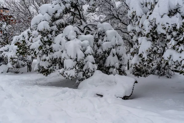 Bänk Täckt Snö Kraftigt Snöfall Med Fallna Träd Stormfilm Madrid — Stockfoto