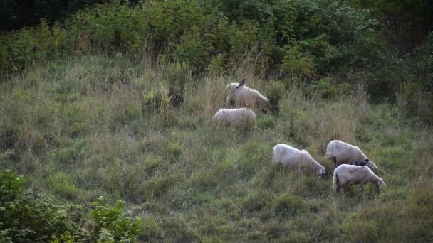 Flock Goats Green Grass — Stock Video