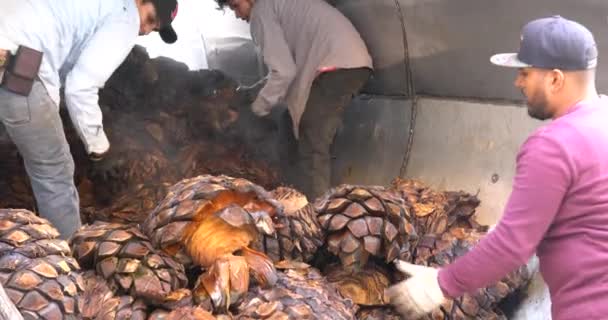 Bilder Från Produktion Agave Tequila — Stockvideo