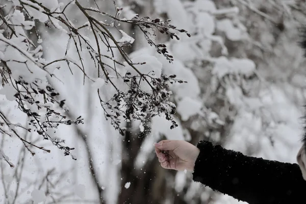 Mano Una Hembra Tocando Una Rama Árbol Cubierta Nieve —  Fotos de Stock
