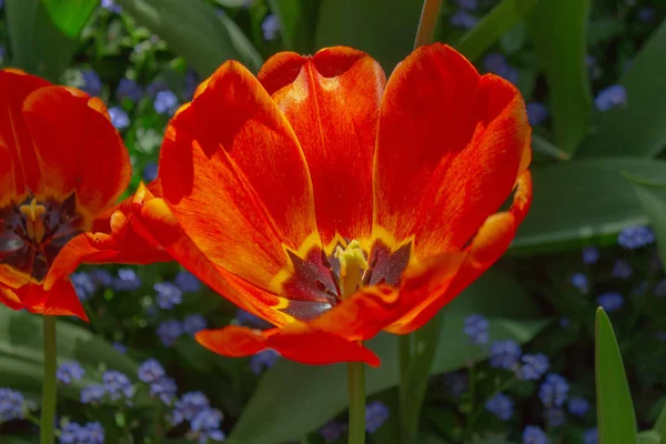 Eine Nahaufnahme Von Einigen Blumen Einem Garten Während Des Tages — Stockfoto