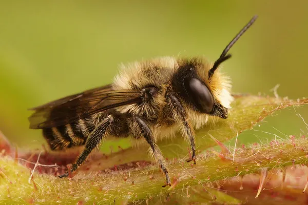 Πλευρική Κουκούλα Ένα Αρσενικό Φύλλο Patchwork Μέλισσα Κόπτης Megachile Centuncularis — Φωτογραφία Αρχείου