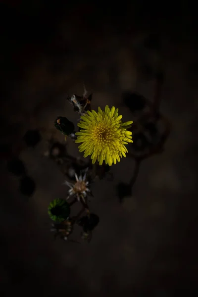 Lähikuva Kukasta Puutarhassa Iltaisin — kuvapankkivalokuva