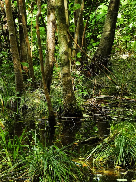 Beautiful Shot Breathtaking Forest Day — Stock Photo, Image