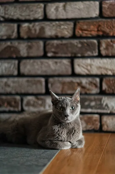 Retrato Adorável Gato Azul Russo Deitado Chão Com Fundo Embaçado — Fotografia de Stock