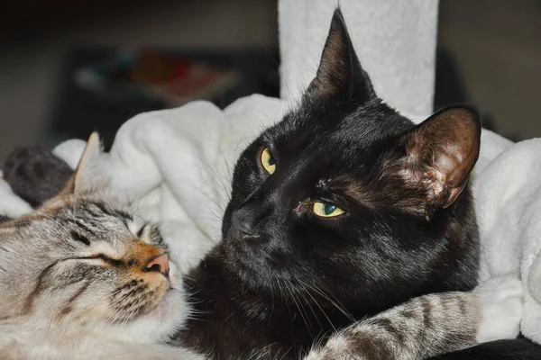 Eine Schwarze Katze Beschützt Eine Andere Gestreifte Katze Während Sie — Stockfoto