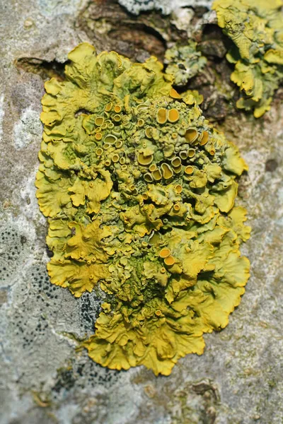 黄鳞片或海太阳暴地衣的垂直特写 树皮上的番石榴 — 图库照片