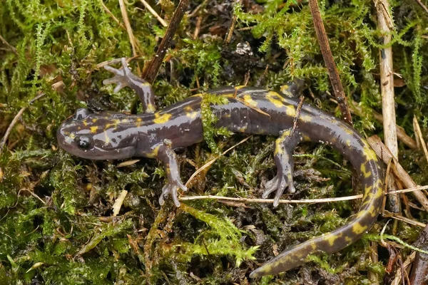 Gros Plan Salamandre Montagne Ruisseau Persian Paradactylodon Persicus Menacée Disparition — Photo