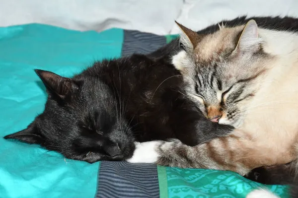 Пара Красивих Різних Котів Які Сплять Разом — стокове фото