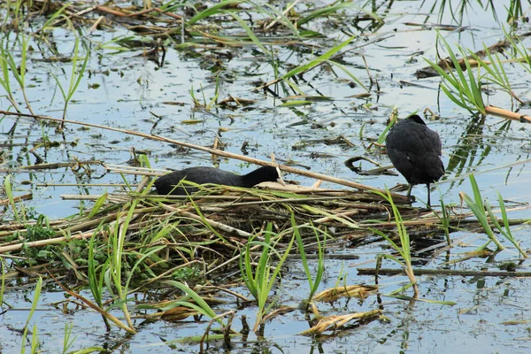 Eine Nahaufnahme Einiger Vögel Auf Einem See Während Des Tages — Stockfoto