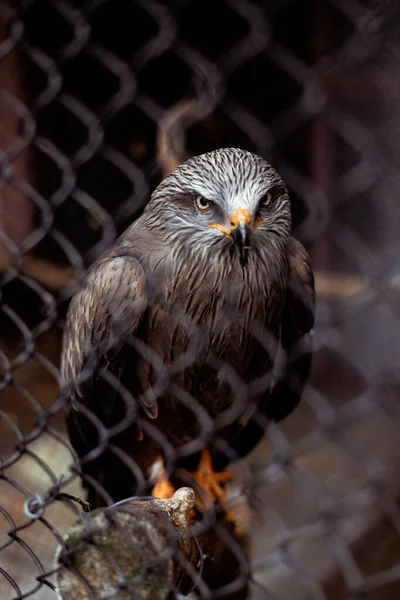 Tiro Seletivo Foco Pássaro Pipa Atrás Cerca Jardim Zoológico — Fotografia de Stock