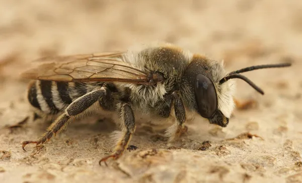 Подробный Латал Крупным Планом Белой Листорезке Megachile Albisecta Гарда Франция — стоковое фото